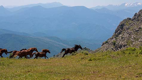 Chevaux sauvages